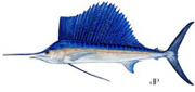 Atlantic Ocean Sailfish