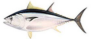 Atlantic bluefin tuna