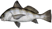 Chesapeake Black Drum