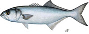 Chesapeake Bluefish fishing