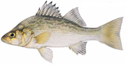 Chesapeake White Perch fishing