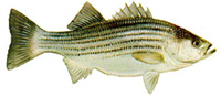 Striped Bass Rockfish fishing